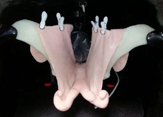 Model patologie děloh (teriogenologie)-1